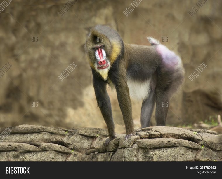 Павиан Фред