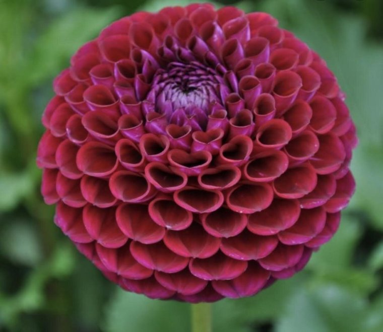 Георгина Джевел