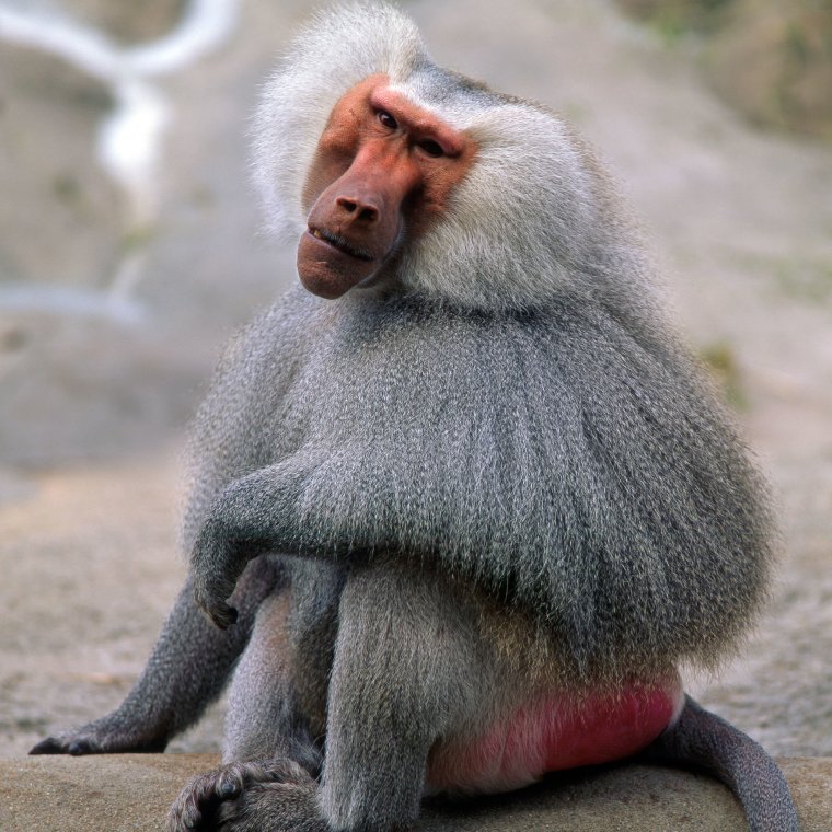 Павиан гамадрил