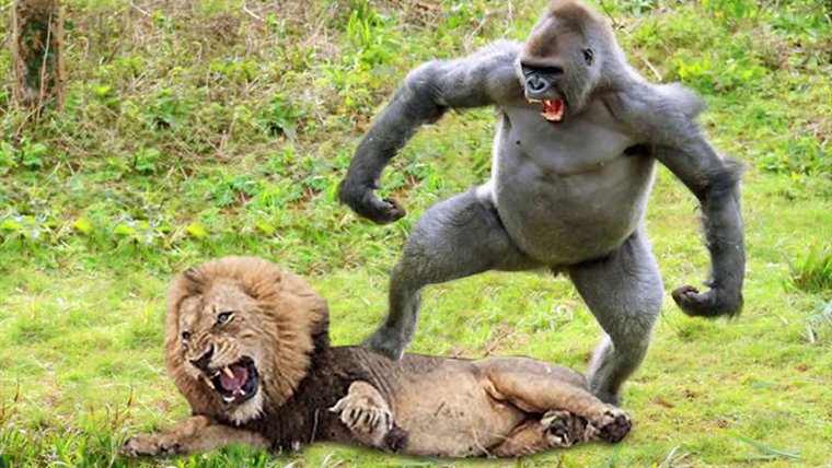 Бабуин и горилла