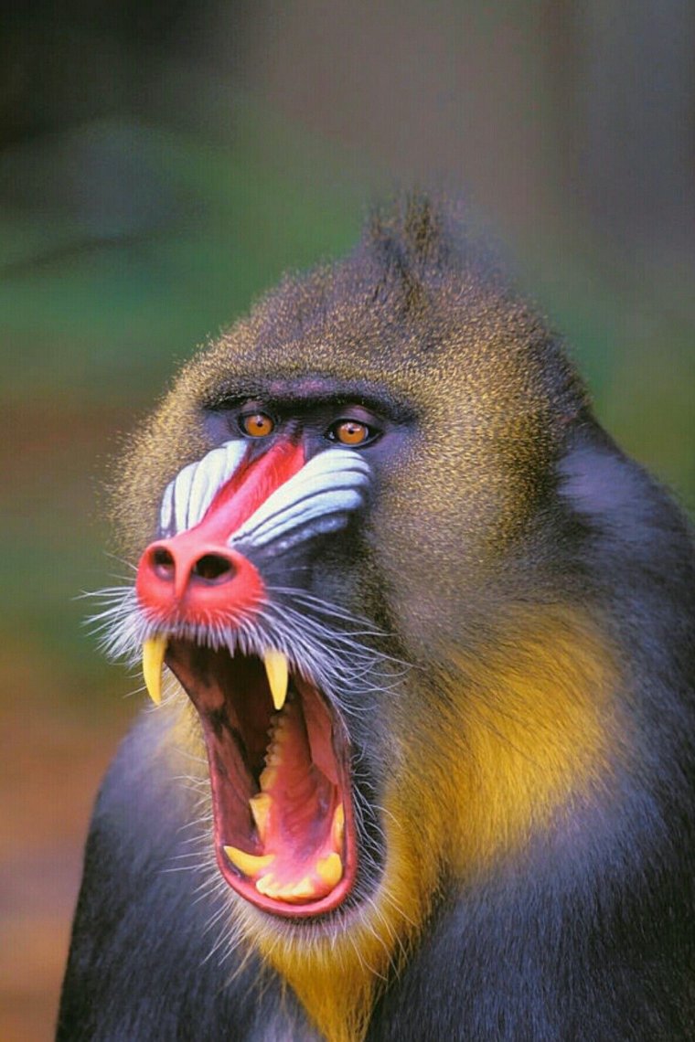 Павиан Бабуин