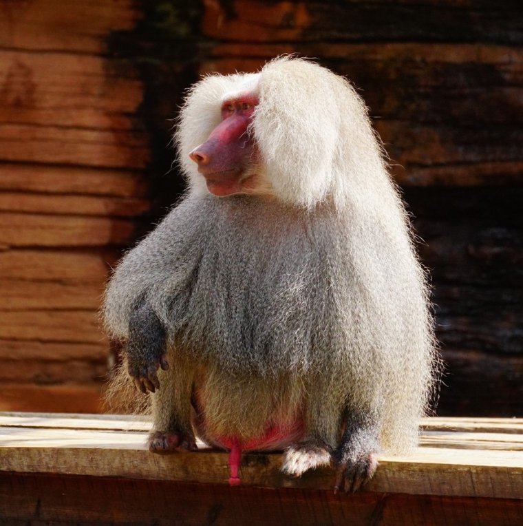 Обезьяна гамадрил