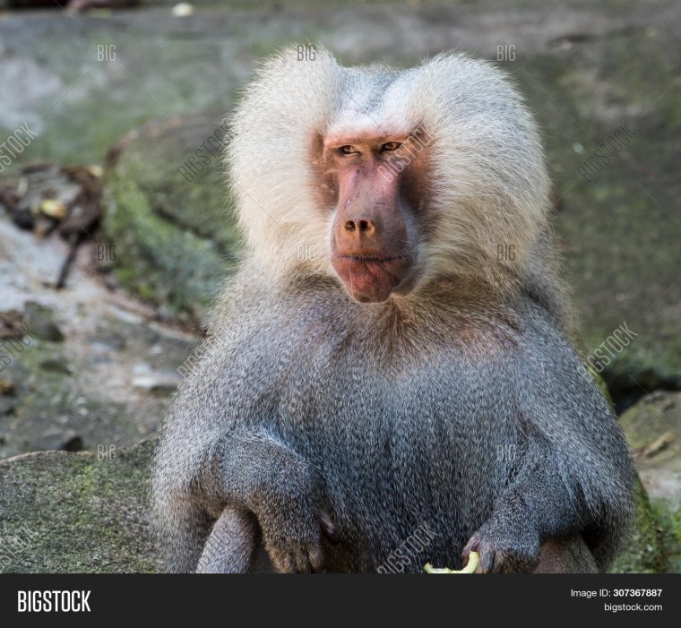 Отец гамадрил Капустис 72