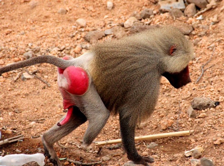 Павиан гамадрил