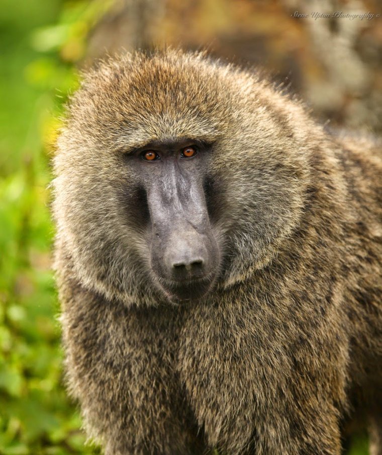 Павиан гамадрил