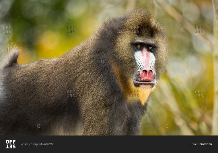 Павиан Мандрил самка