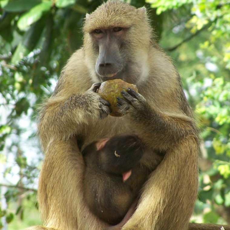 Сухоносые приматы