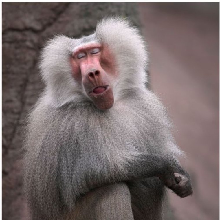 Гамадрил человек