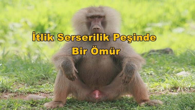 Данил гамадрил