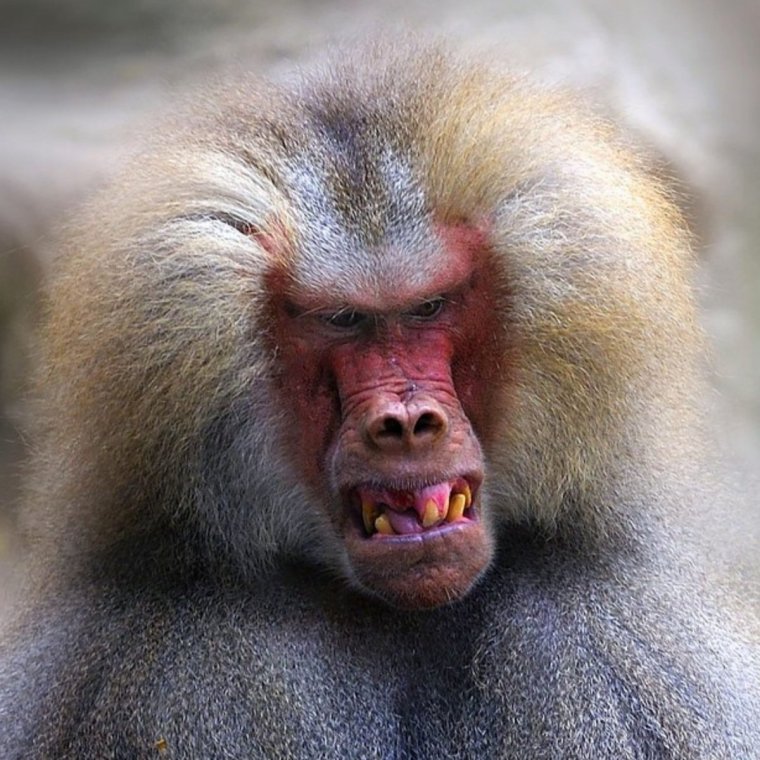 Павиан Бабуин
