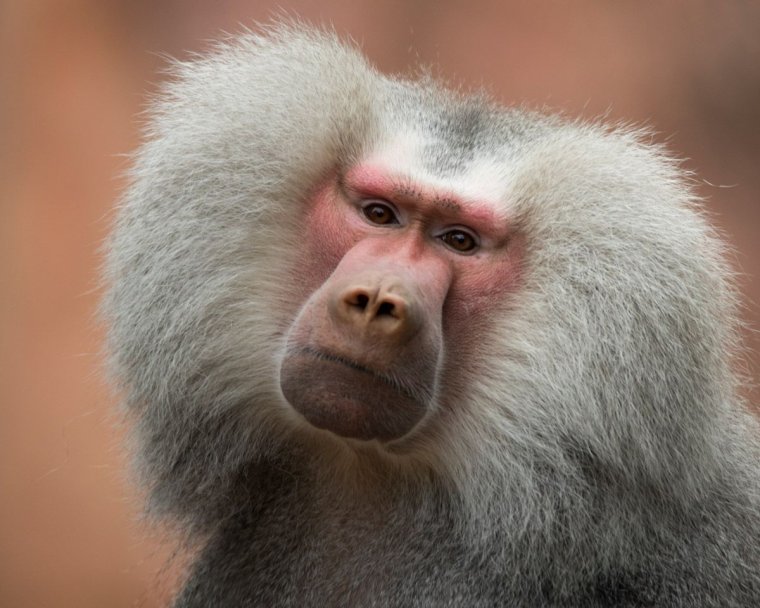 Плащеносный павиан гамадрил