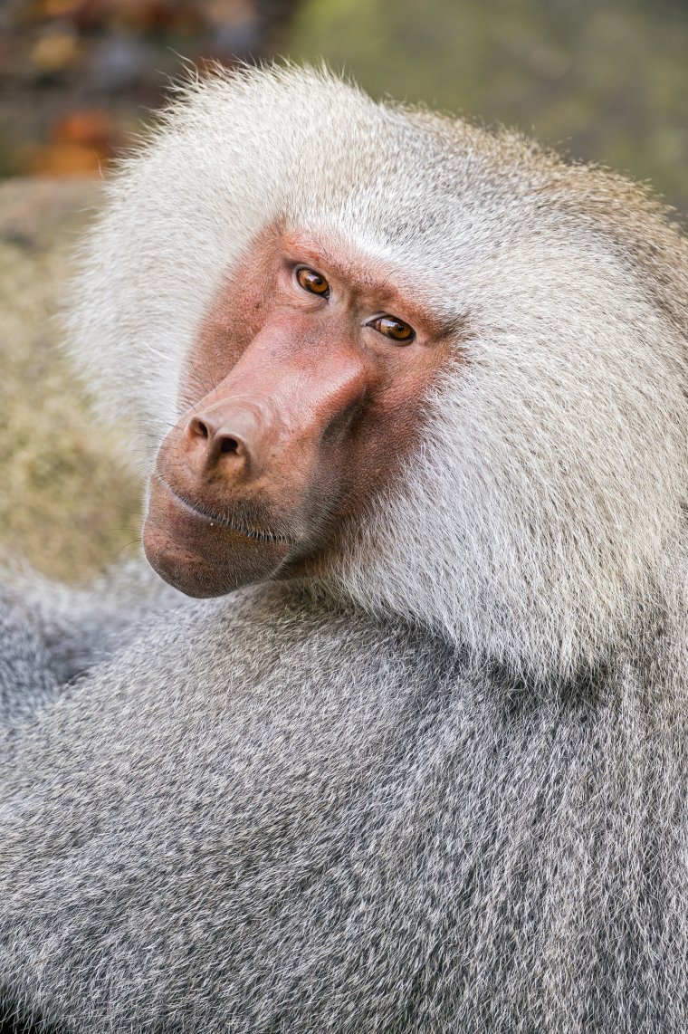 Павиан Бабуин