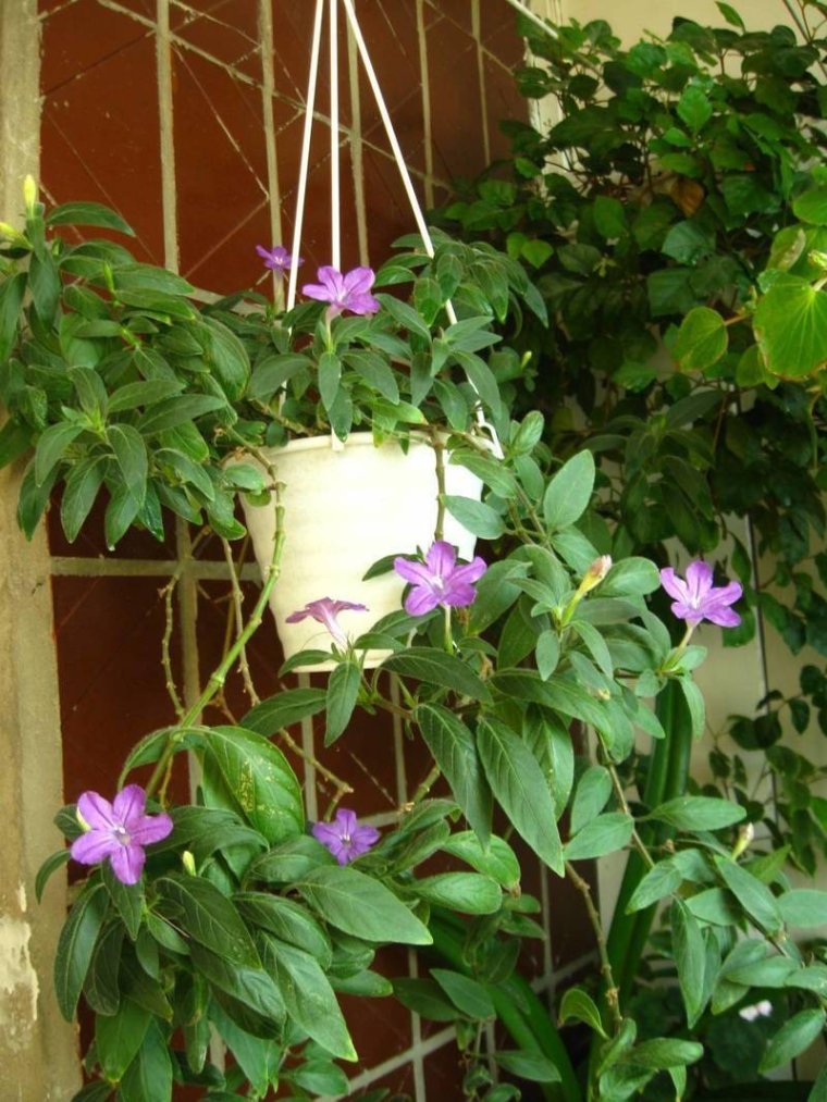 Руэллия цветок