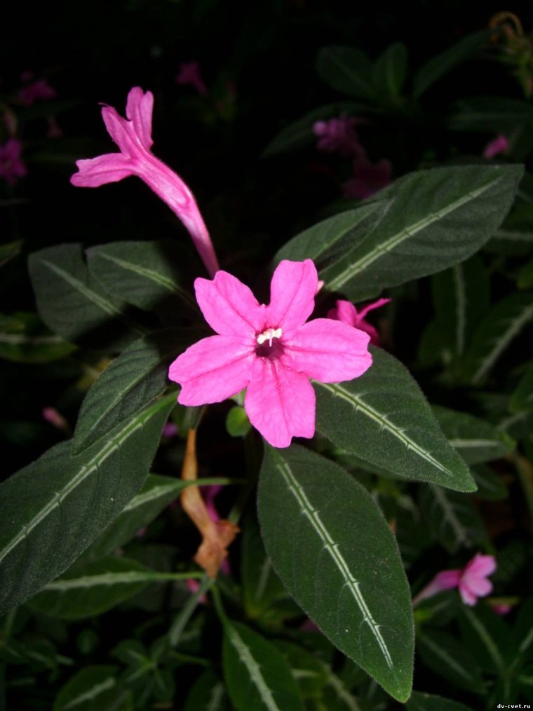 Руэллия Портелла