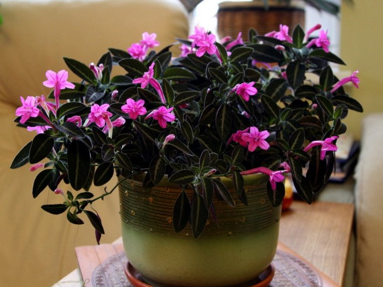 Руэллия розовая