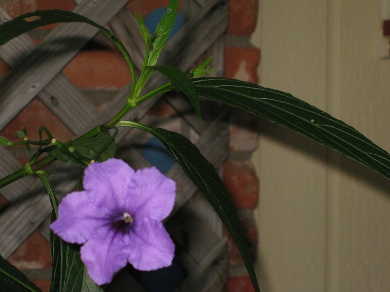 Руэллия симплекс комнатный цветок