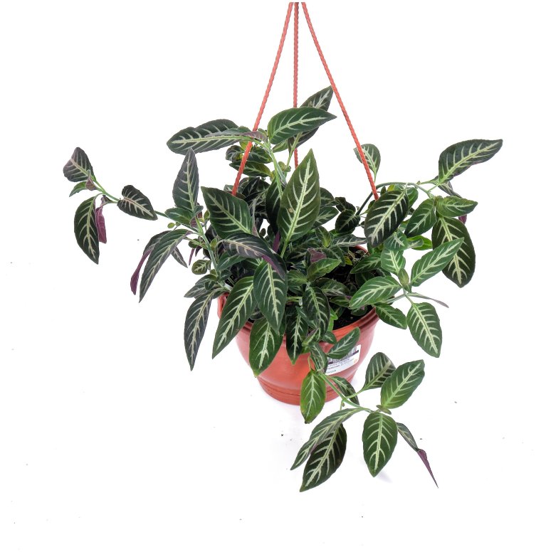 Руэллия Портеллы комнатный цветок