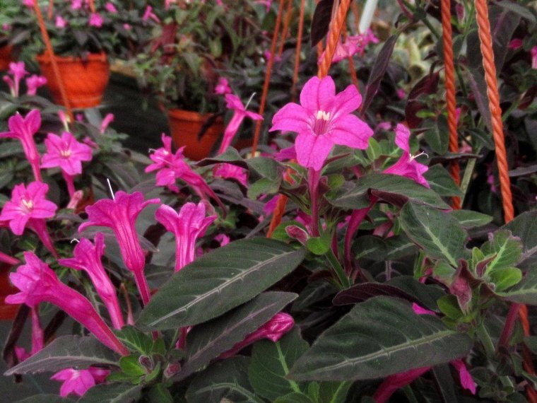 Руэллия цветок