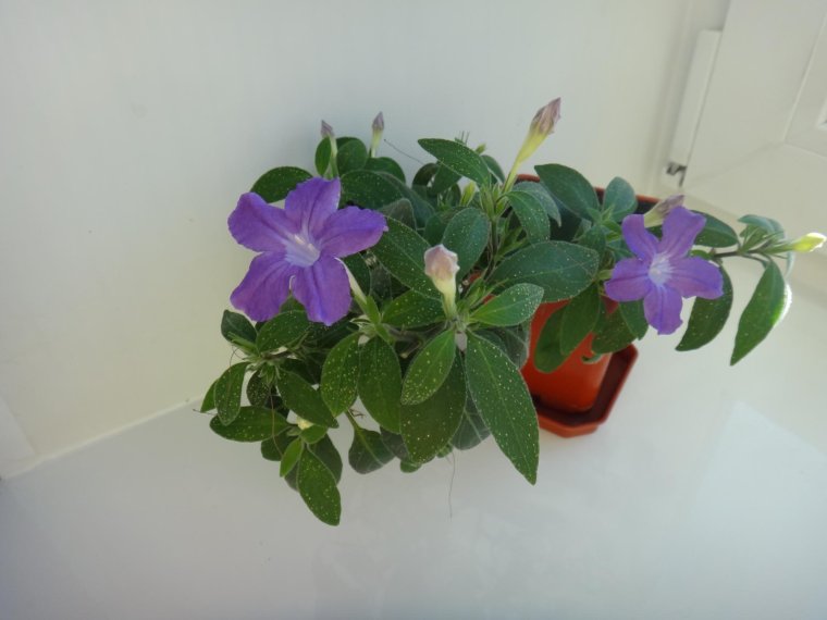 Руэллия фиолетовая