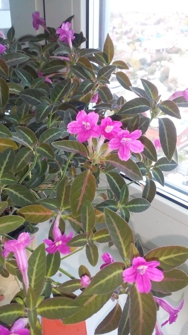 Руэллия цветок