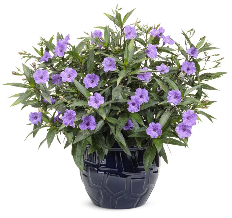 Руэллия симплекс