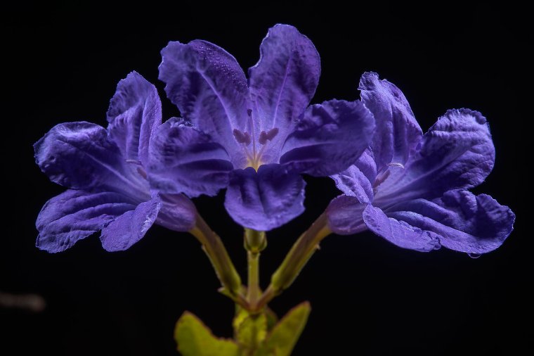 Ruellia nudiflora
