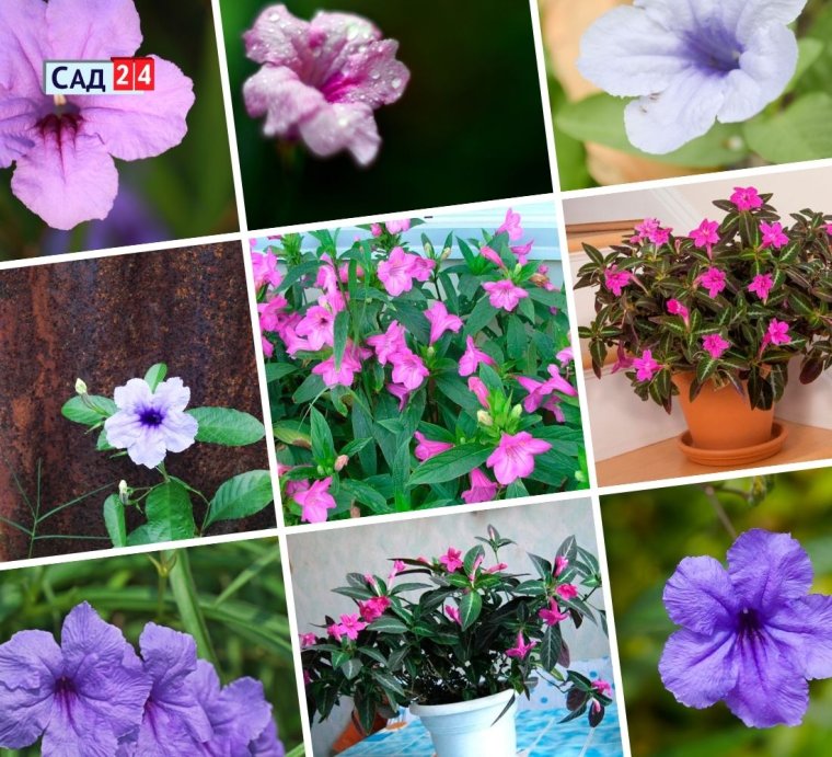 Руэллия Мексиканская