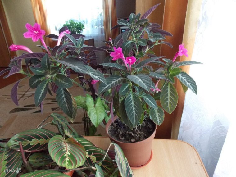 Руэллия Дево