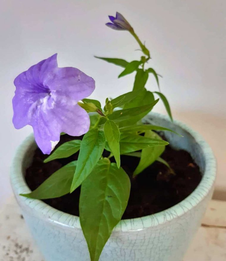 Броваллия комнатный