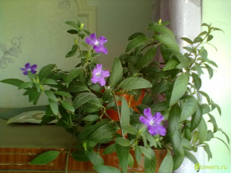 Руэллия Каролинская цветок