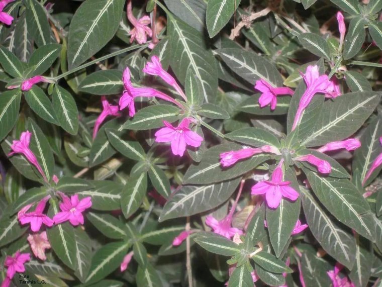 Цветок руэллия Портеллы