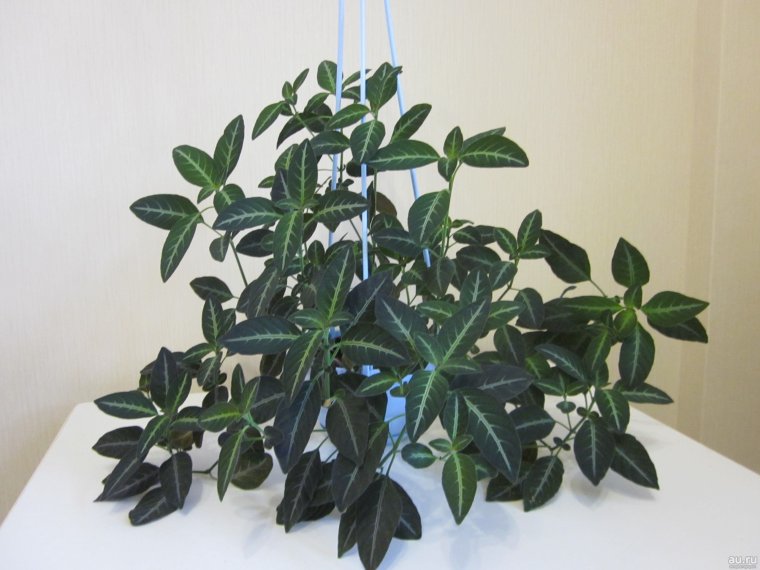 Руэллия ампельная