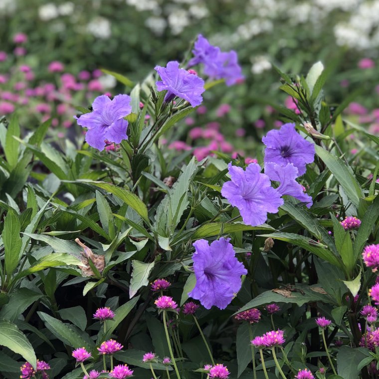 Руэллия ДЕВОСА