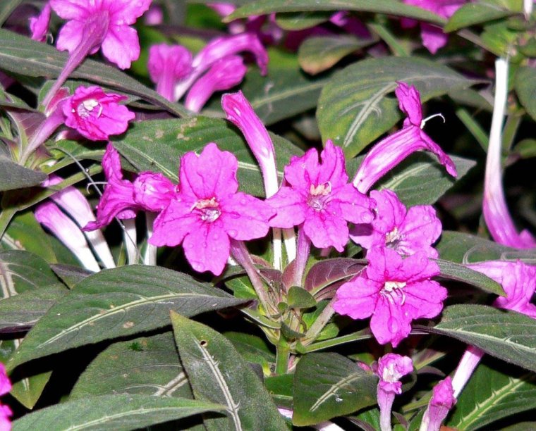 Руэллия Макоя