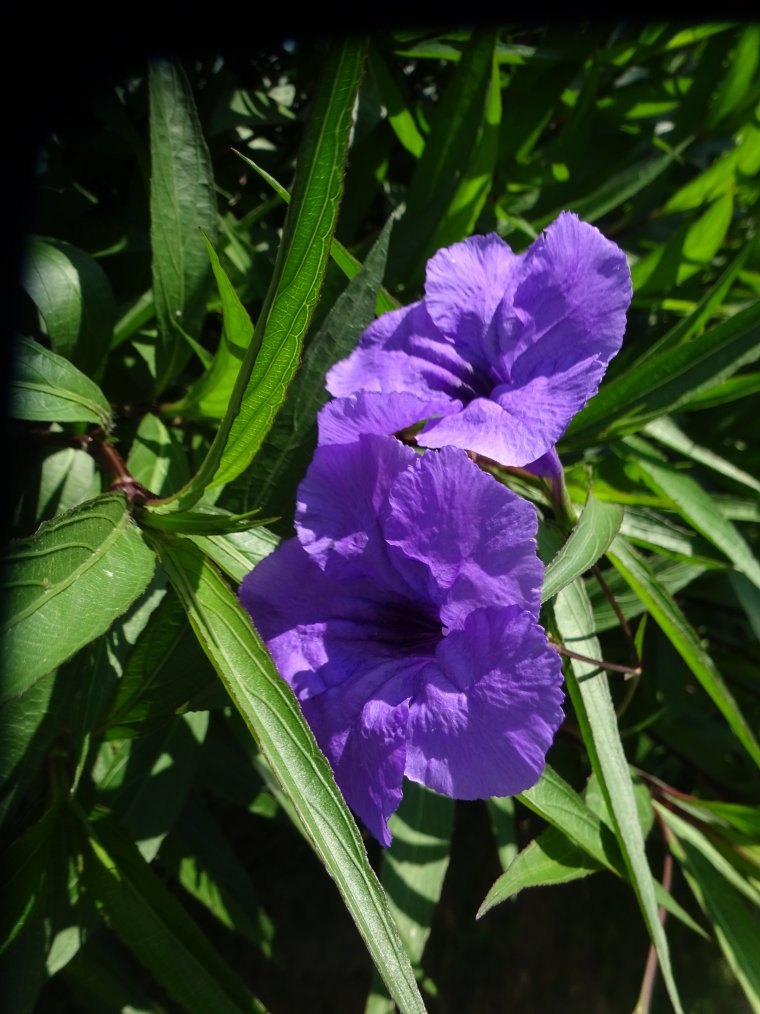 Цветок руэллия фото