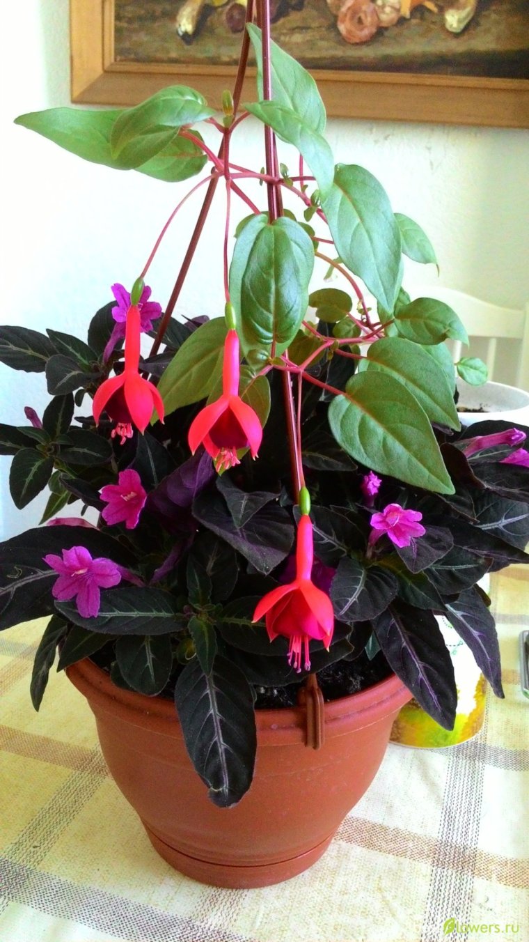 Руэллия Портелла