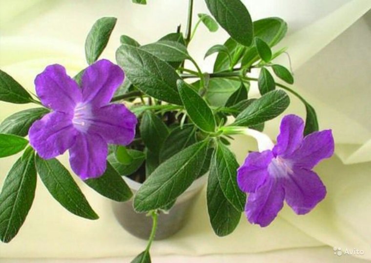 Руэллия голубая