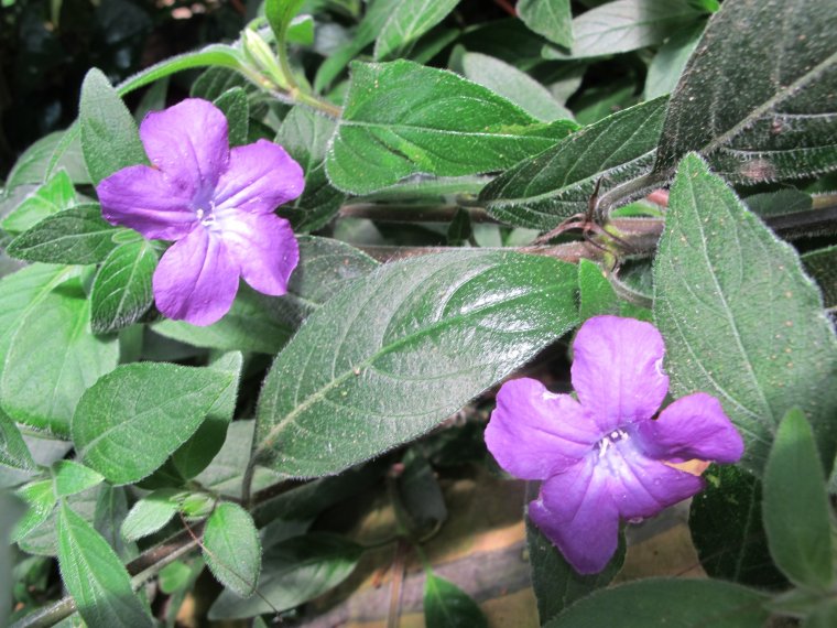 Руэллия Каролинская цветок