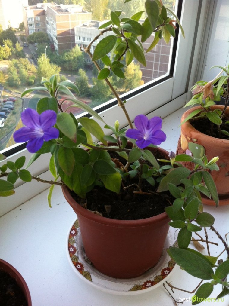 Руэллия ДЕВОСА