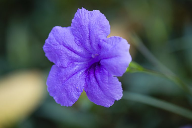 Руэллия Мексиканская петуния