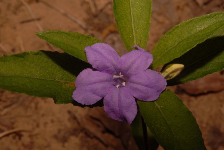 Руэллия Мексиканская петуния