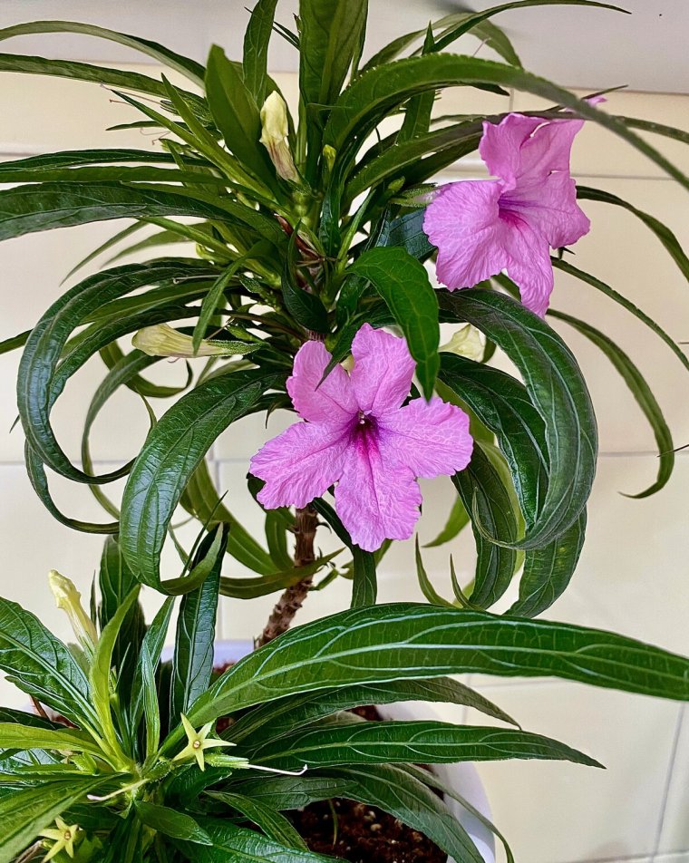 Руэллия цветок