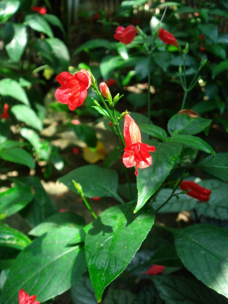 Руэллия цветок прямостоячий