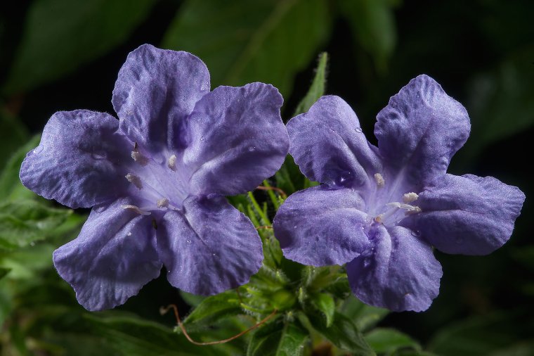 Руэлия Екатерина Снытко