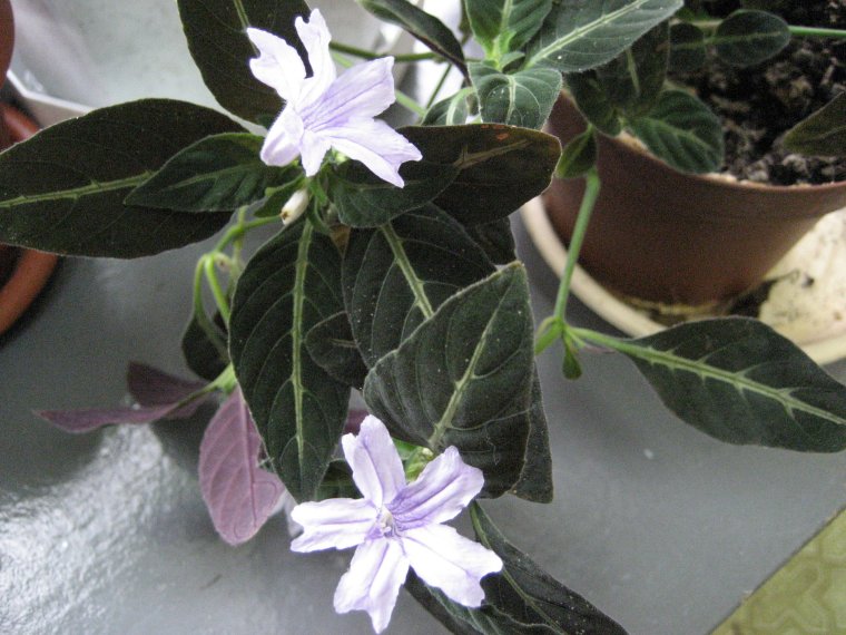 Руэллия растопыренная