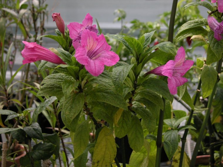 Руэллия ампельная