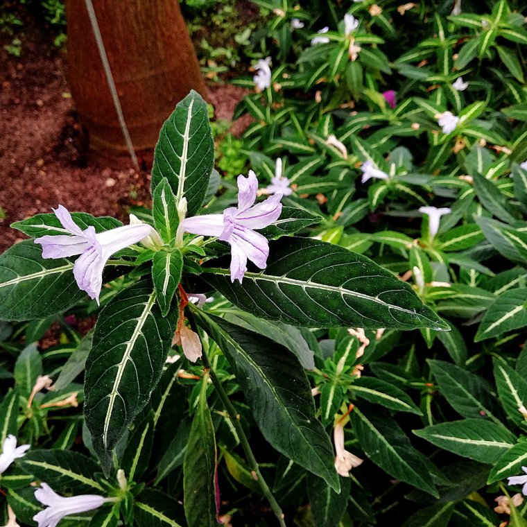 Руэллия Макоя