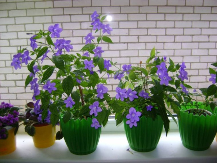 Руэллия в горшке