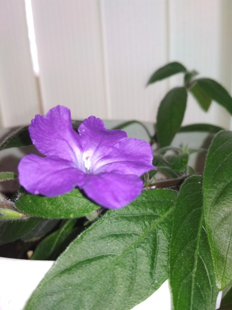 Руэллия Каролинская