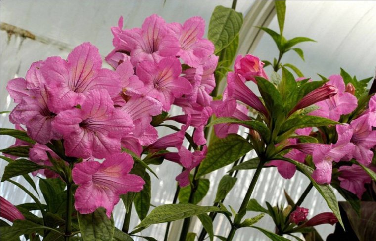 Руэллия Ruellia диптеракантус